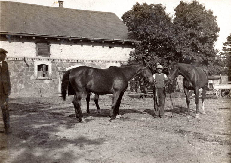 link hans felix bunge