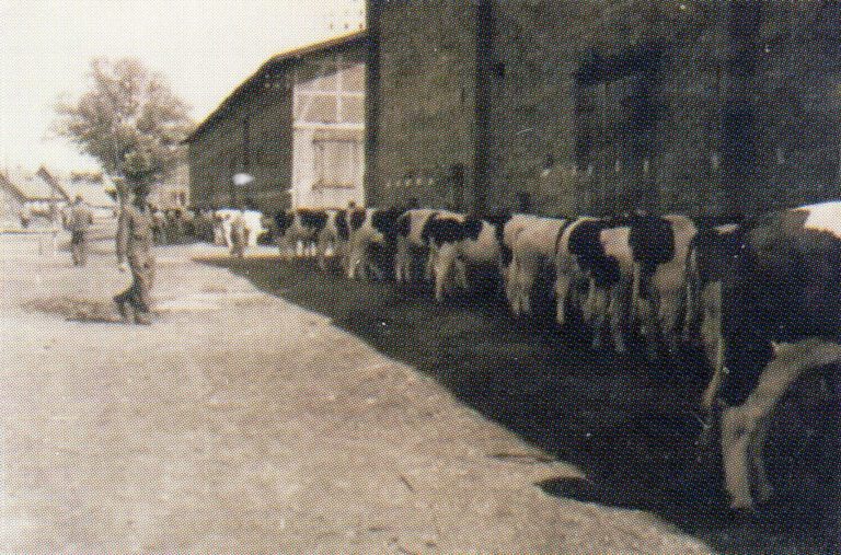 erste und zweite scheune um 1950