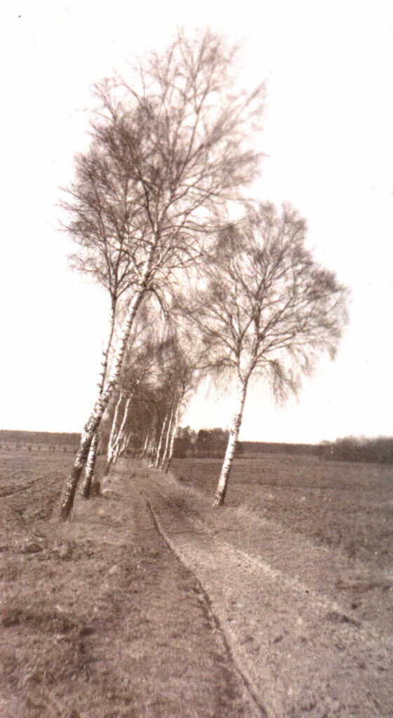 richtung dammbeck